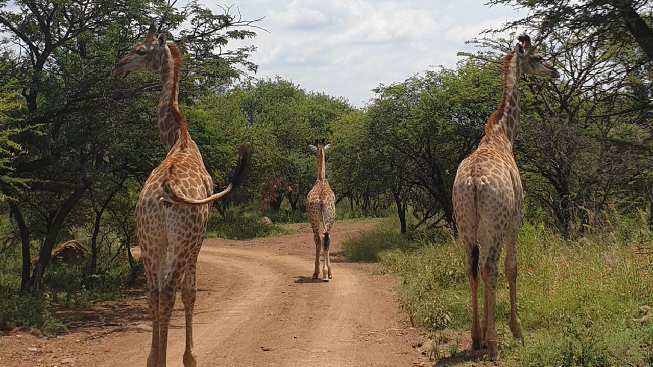 Monateng Safari Lodge Wallmannstal Zewnętrze zdjęcie